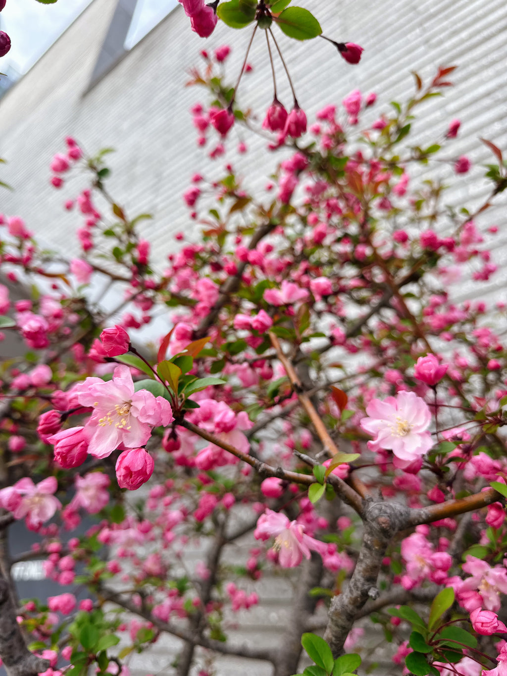 Dienvidkoreja