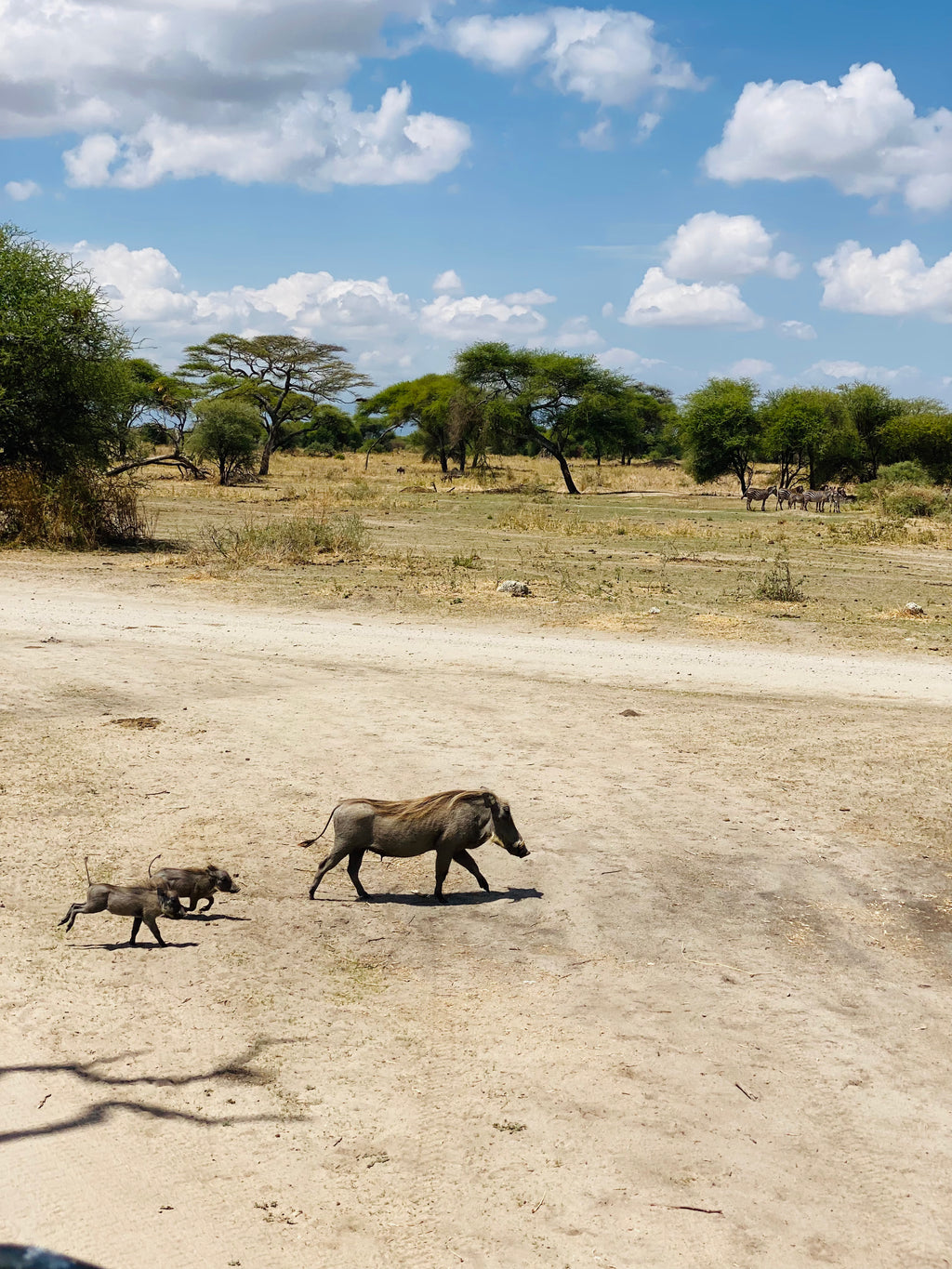 Āfrikas pērle: Tanzānijas safari un Zanzibāras okeāna miers