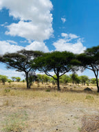 Āfrikas pērle: Tanzānijas safari un Zanzibāras okeāna miers