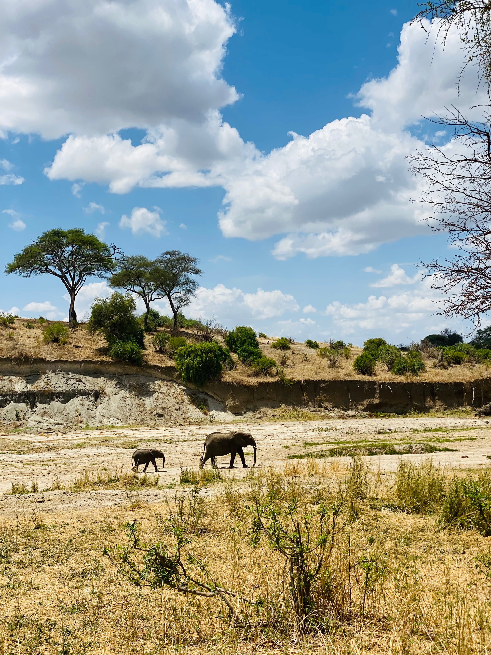 Āfrikas pērle: Tanzānijas safari un Zanzibāras okeāna miers