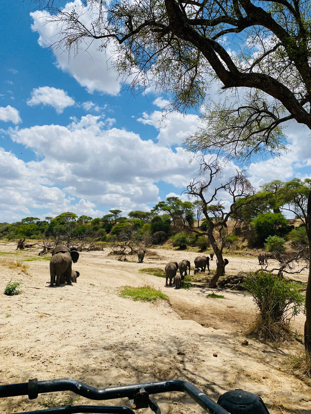 Āfrikas pērle: Tanzānijas safari un Zanzibāras okeāna miers