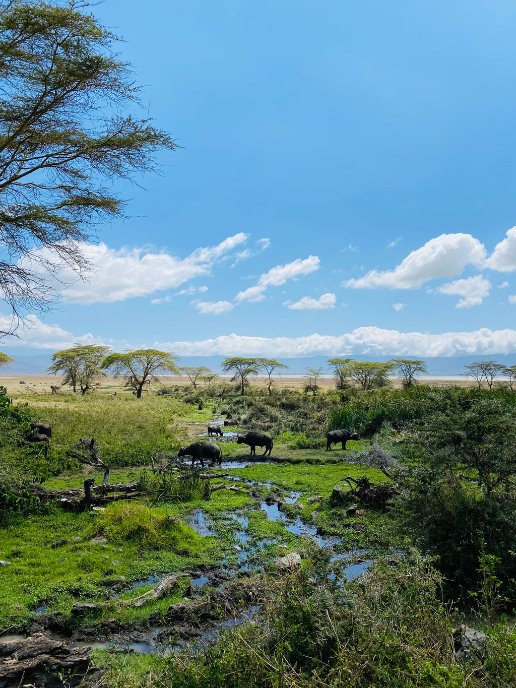 Āfrikas pērle: Tanzānijas safari un Zanzibāras okeāna miers