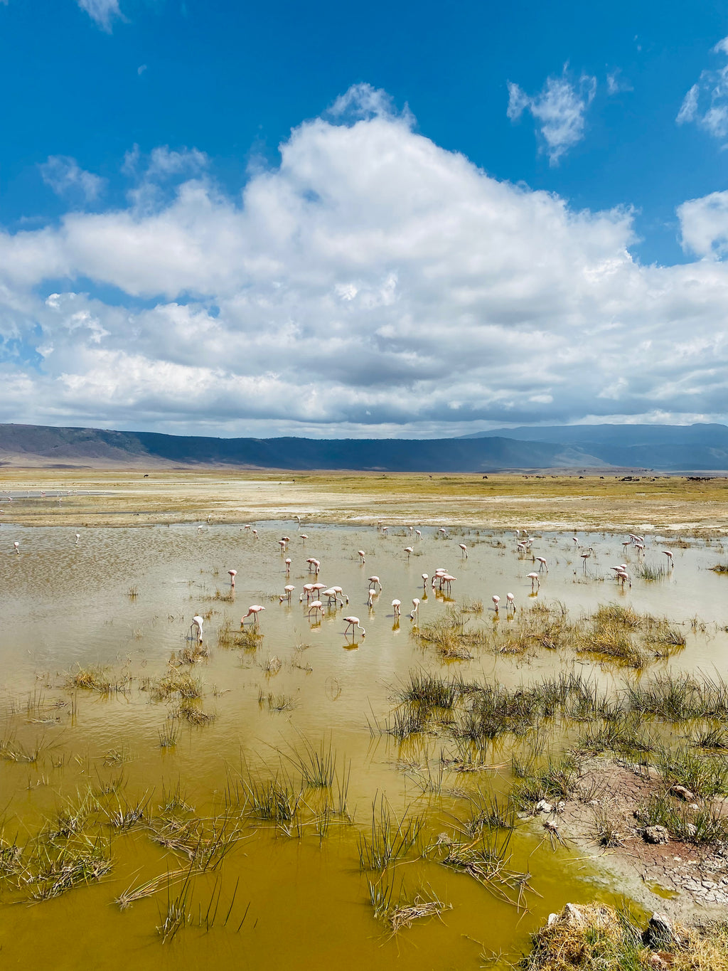 Āfrikas pērle: Tanzānijas safari un Zanzibāras okeāna miers