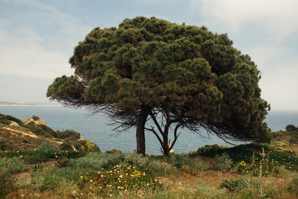 Portugāles dienvidu maģija - Algarves piekraste