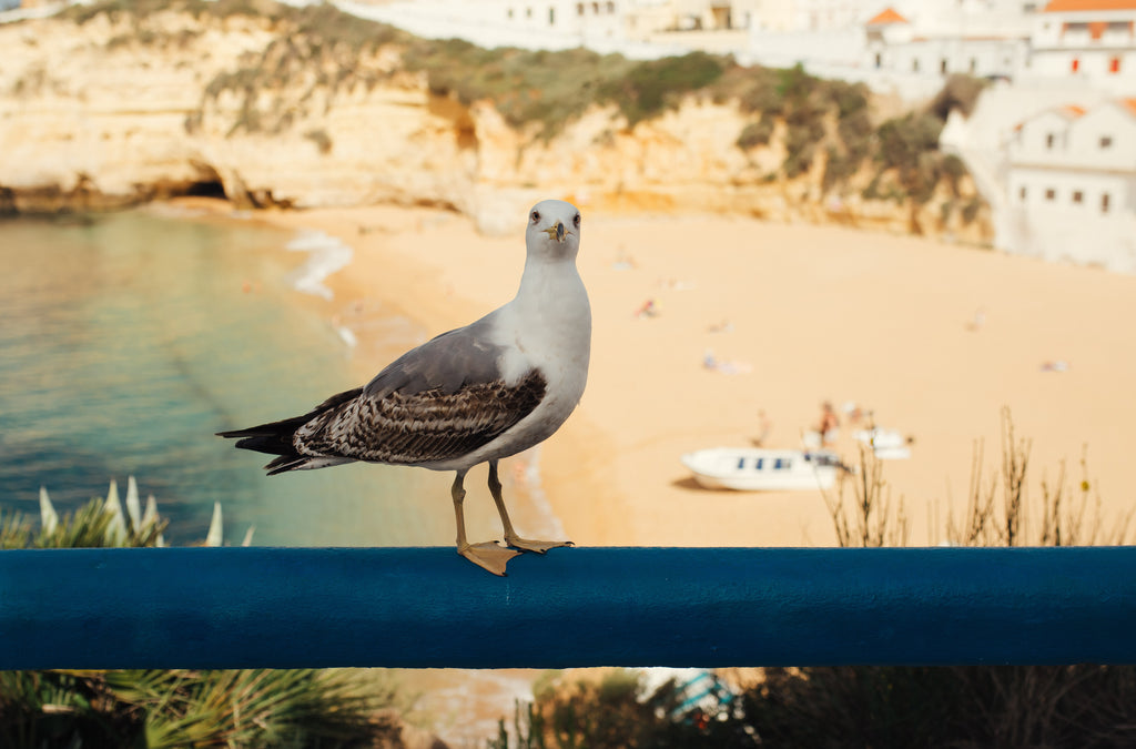 Portugāles dienvidu maģija - Algarves piekraste