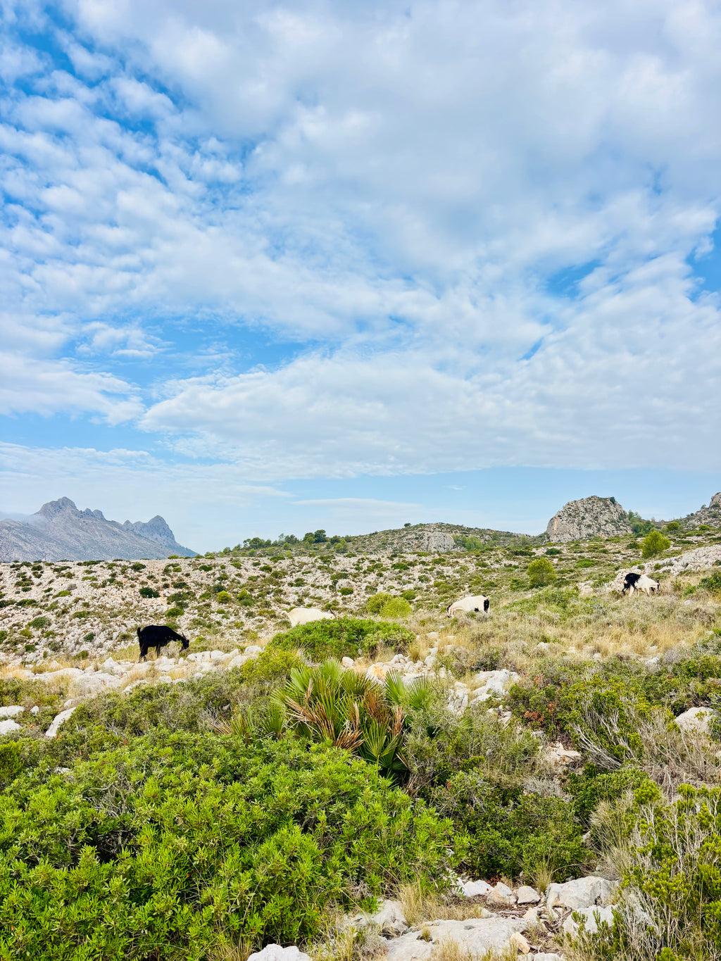 Vasaras sākums Spānijā: Vidusjūra un Tabarca
