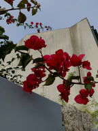 Mūsu Santjago ceļš: Portugāļu maršruts no Porto līdz Santiago de Compostela