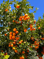 Noskaņas, skati un piedzīvojumi – Lisabona aicina