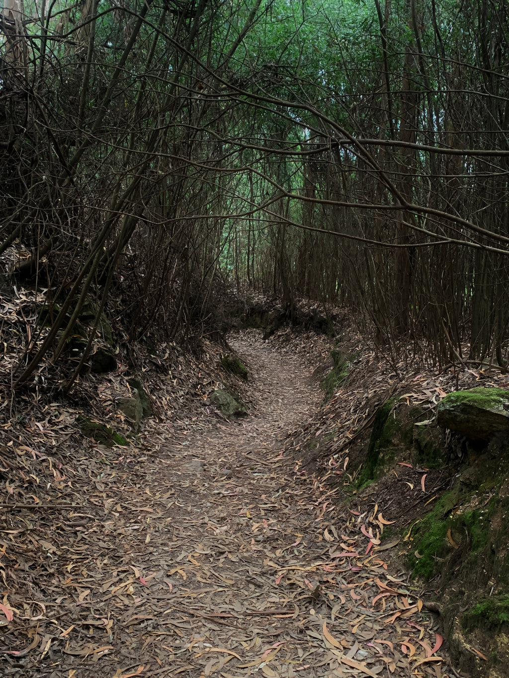 Mūsu Santjago ceļš: Portugāļu maršruts no Porto līdz Santiago de Compostela
