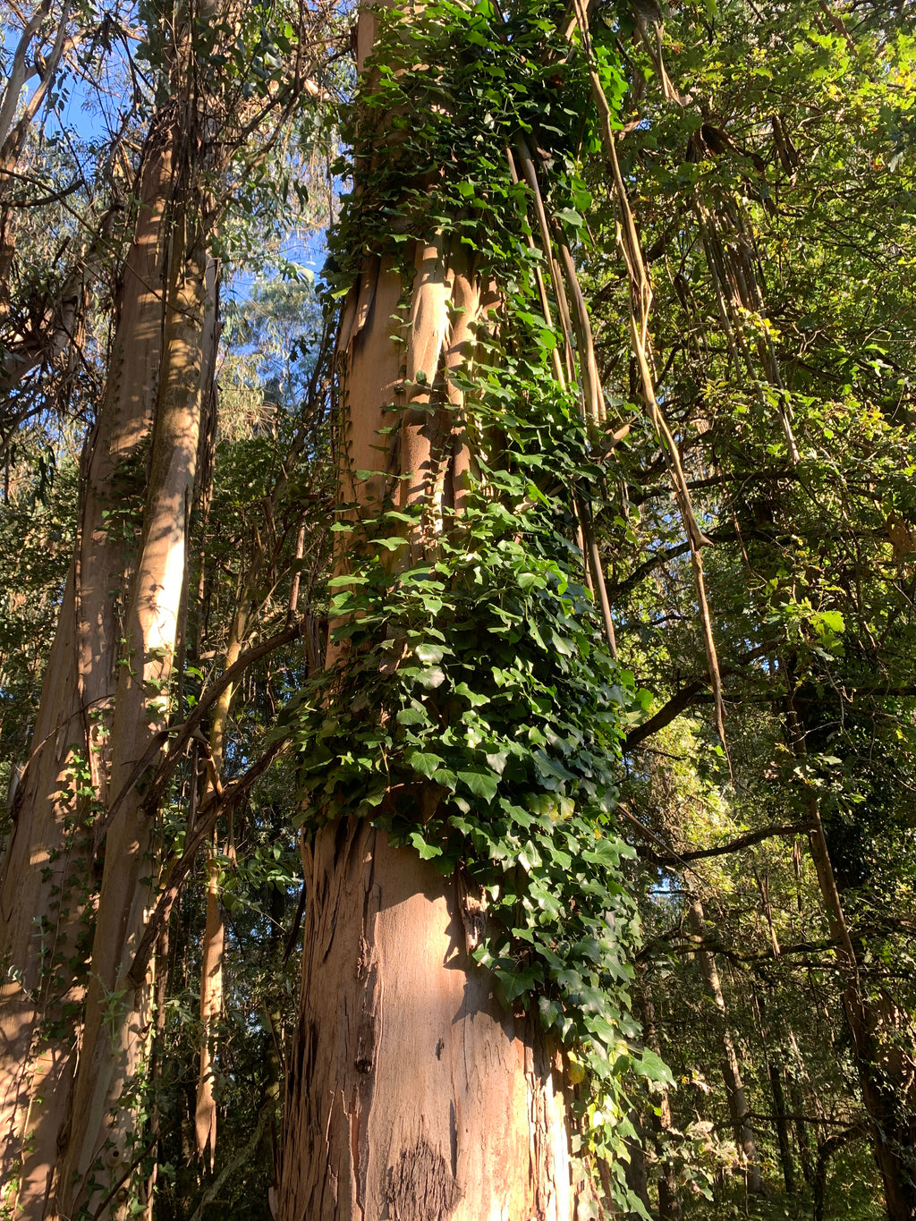 Mūsu Santjago ceļš: Portugāļu maršruts no Porto līdz Santiago de Compostela