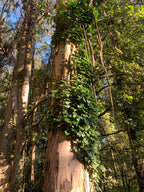 Mūsu Santjago ceļš: Portugāļu maršruts no Porto līdz Santiago de Compostela
