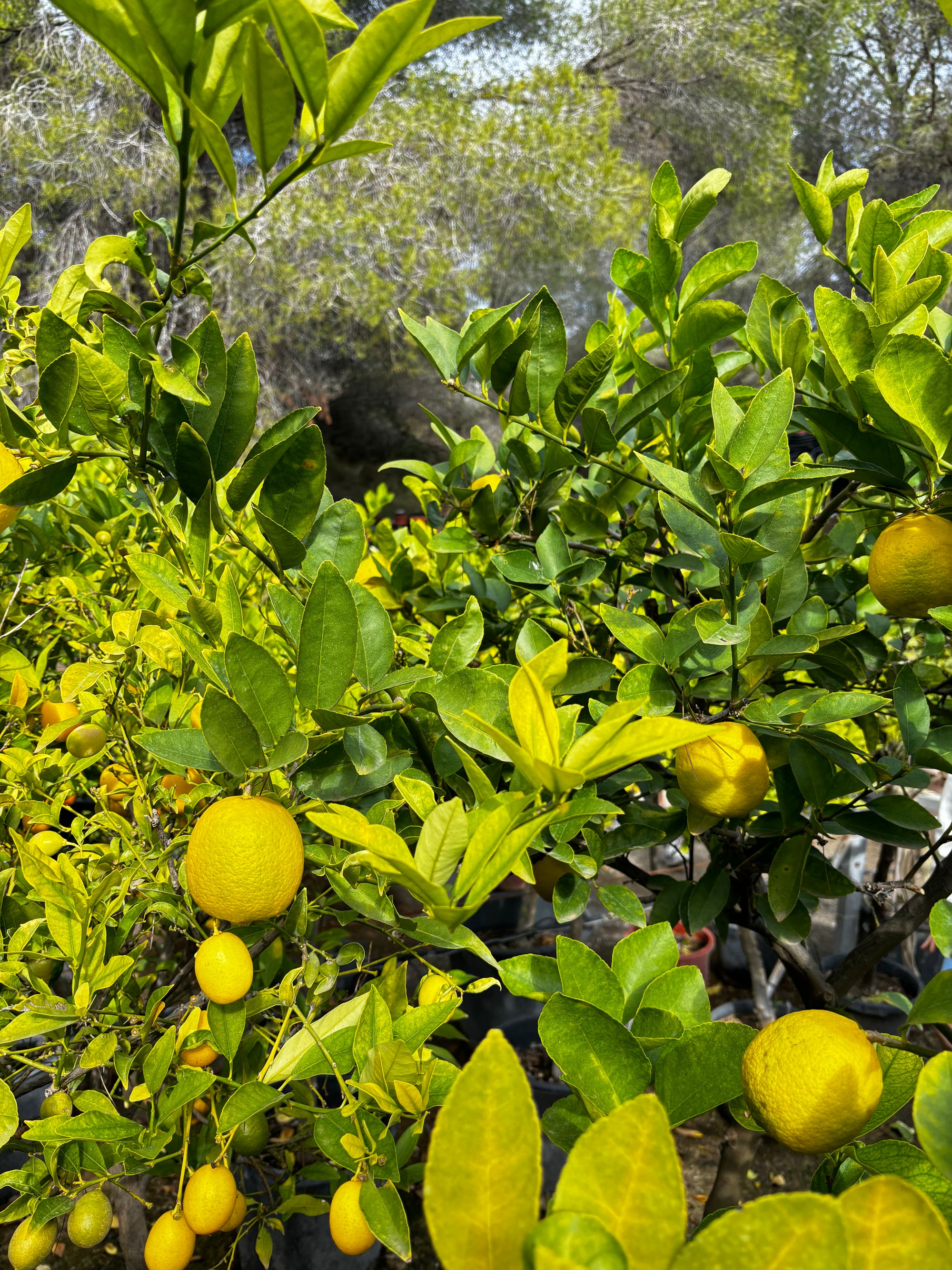 Atpūta Costa Blanca