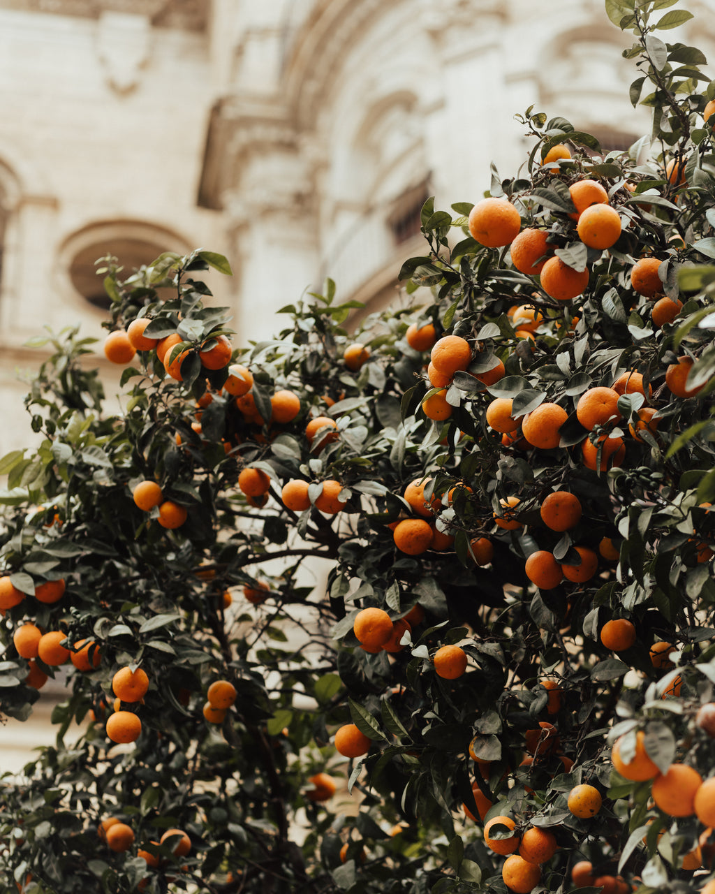 Ziemas saules pieskāriens Andalūzijā