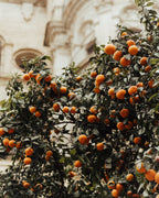 Ziemas saules pieskāriens Andalūzijā