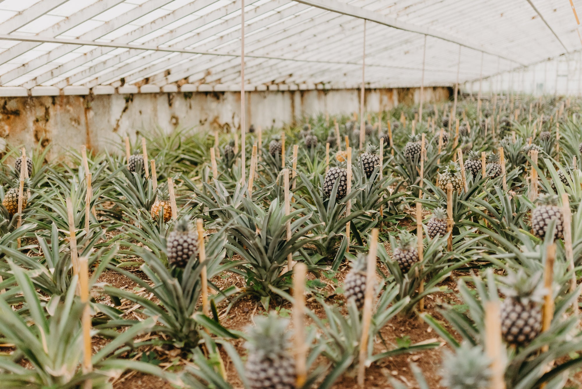 Paradīzes sala Sanmigel (Azoras) caur Porto