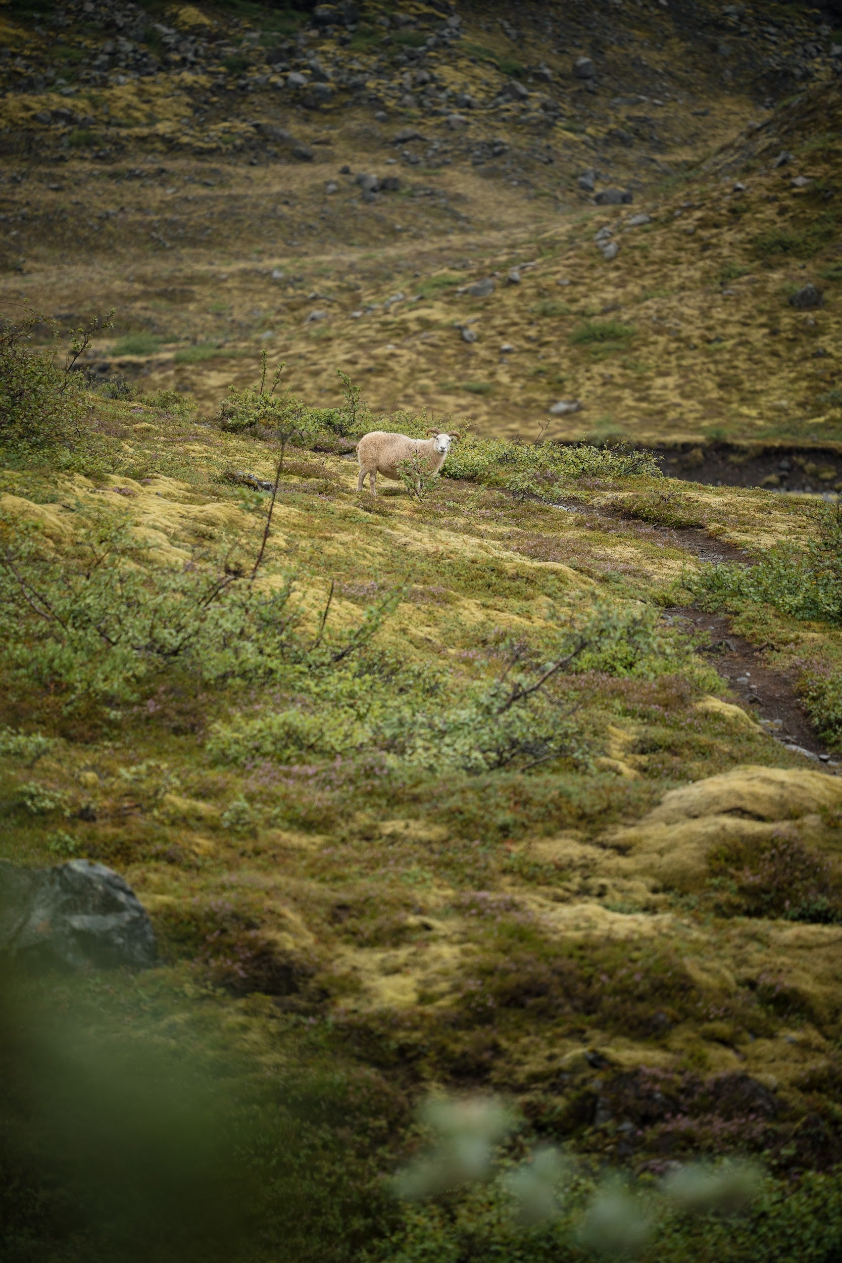 Uguns un ledus zeme Islande