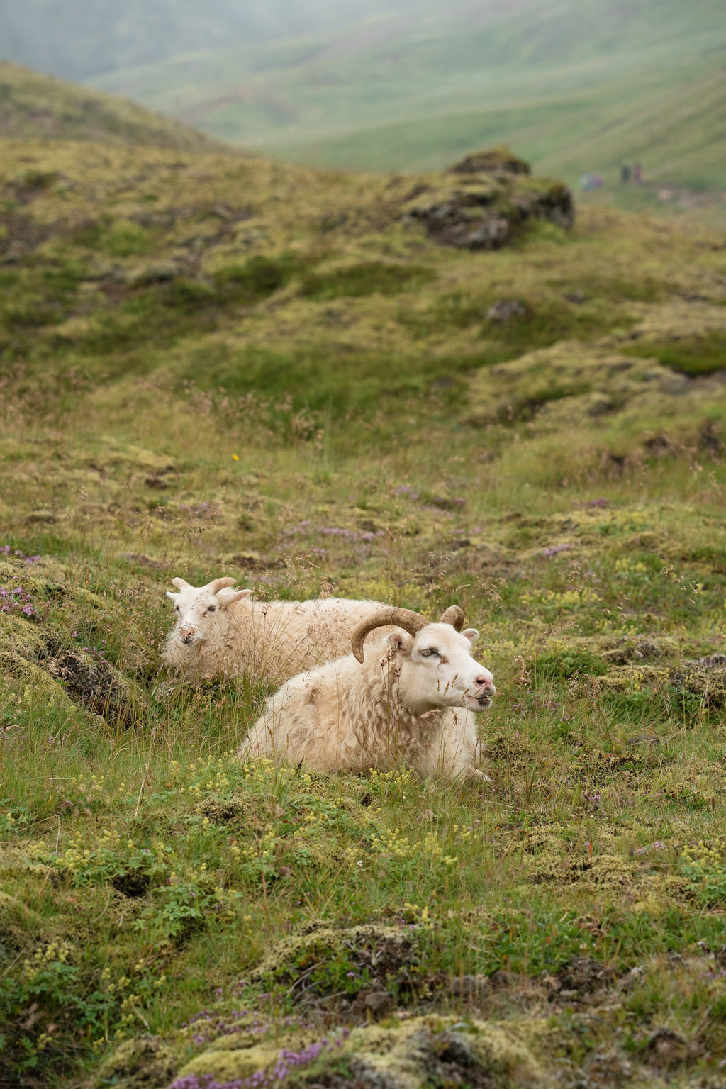 Uguns un ledus zeme Islande