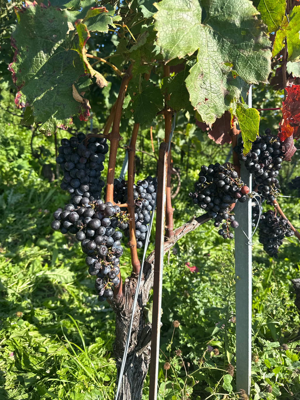 No Francijas dabas līdz Šveices Gruyeres sieram un šokolādes aromātam