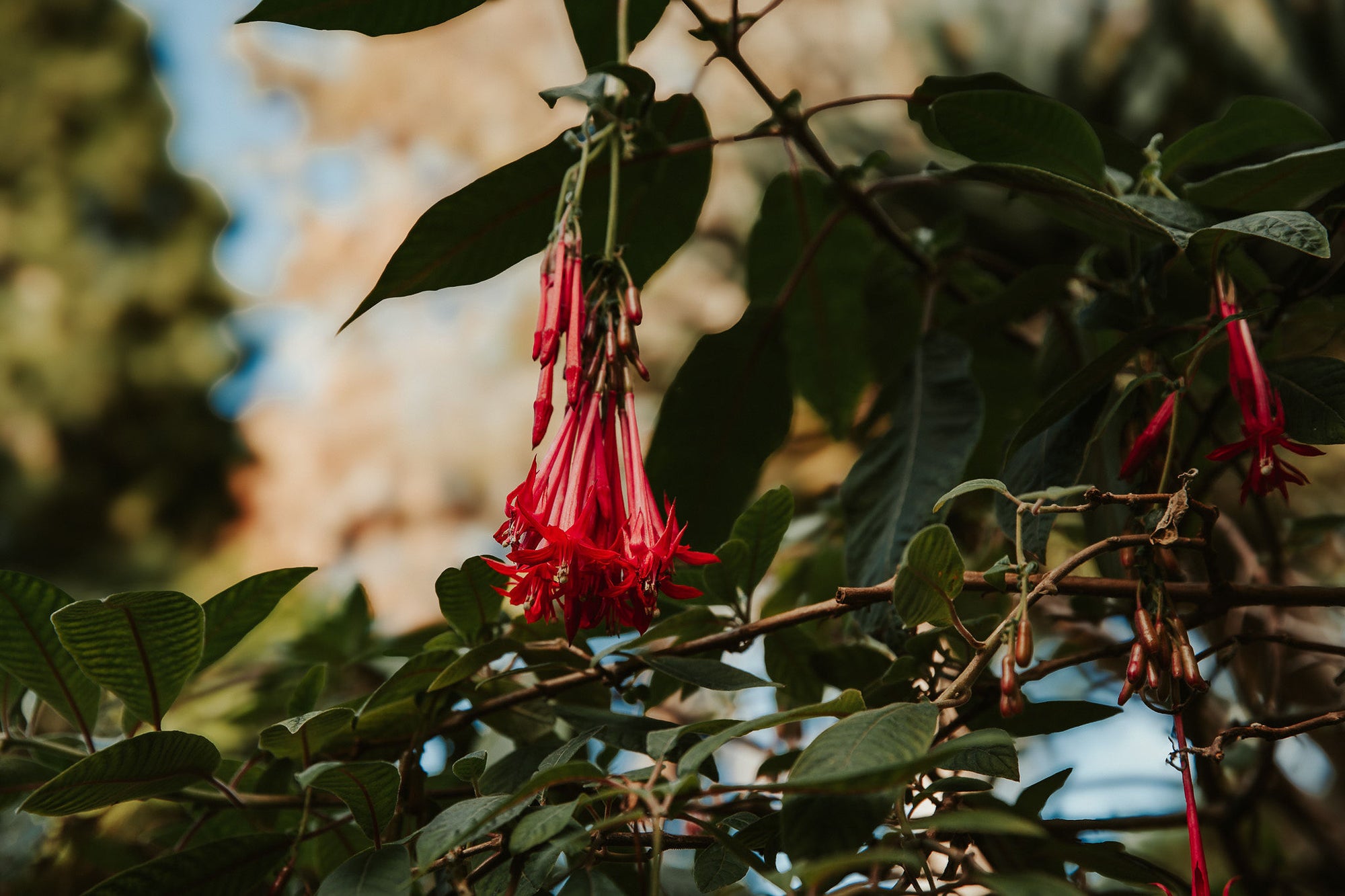 Jaunais gads Madeirā