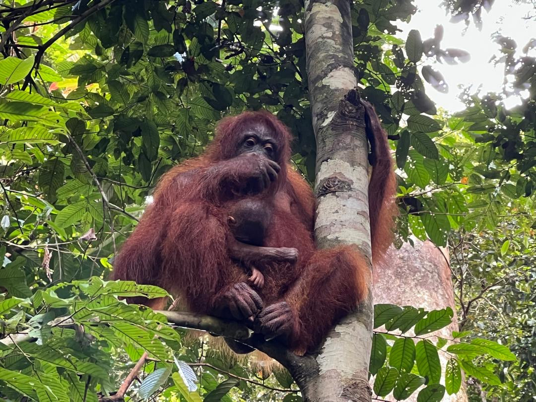 Malaizija, Borneo un Bruneja