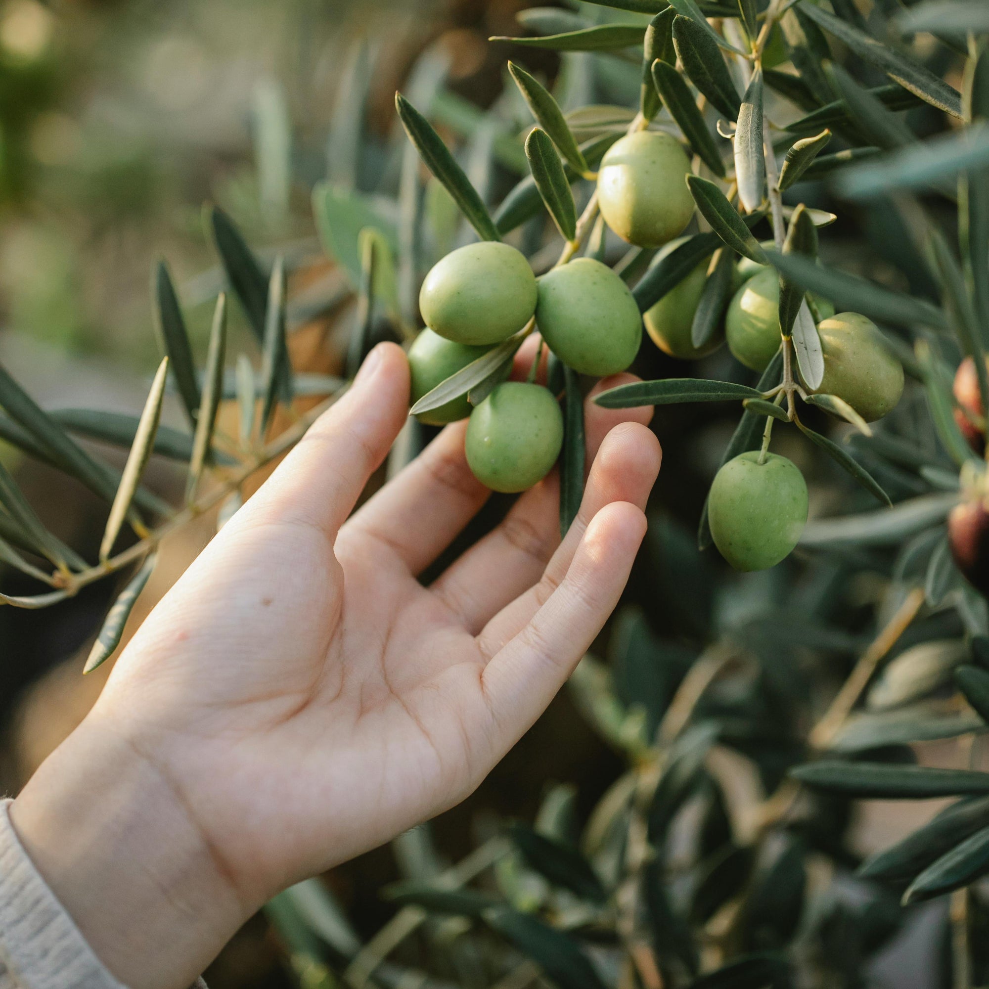 Gardēžu ceļojums uz Itālijas sirdi