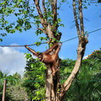 Malaizija, Borneo un Bruneja