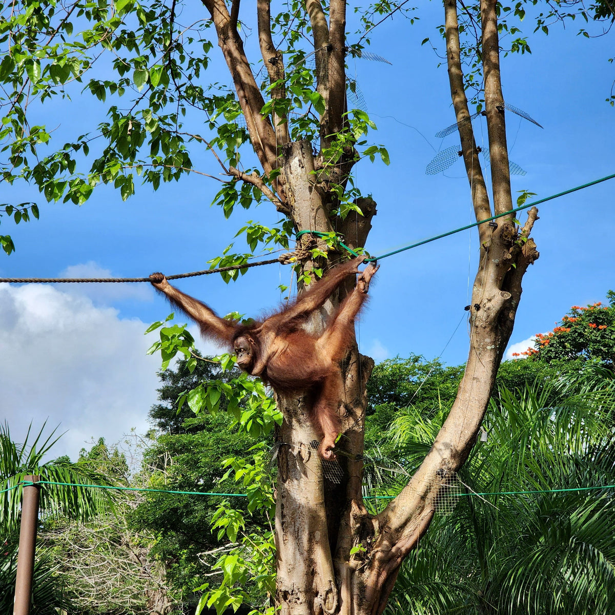 Malaizija, Borneo un Bruneja