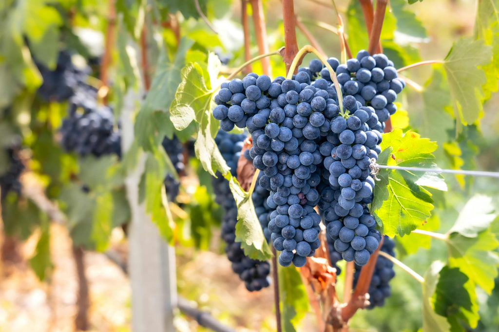 Pavasara elpa pie Gardas ezera