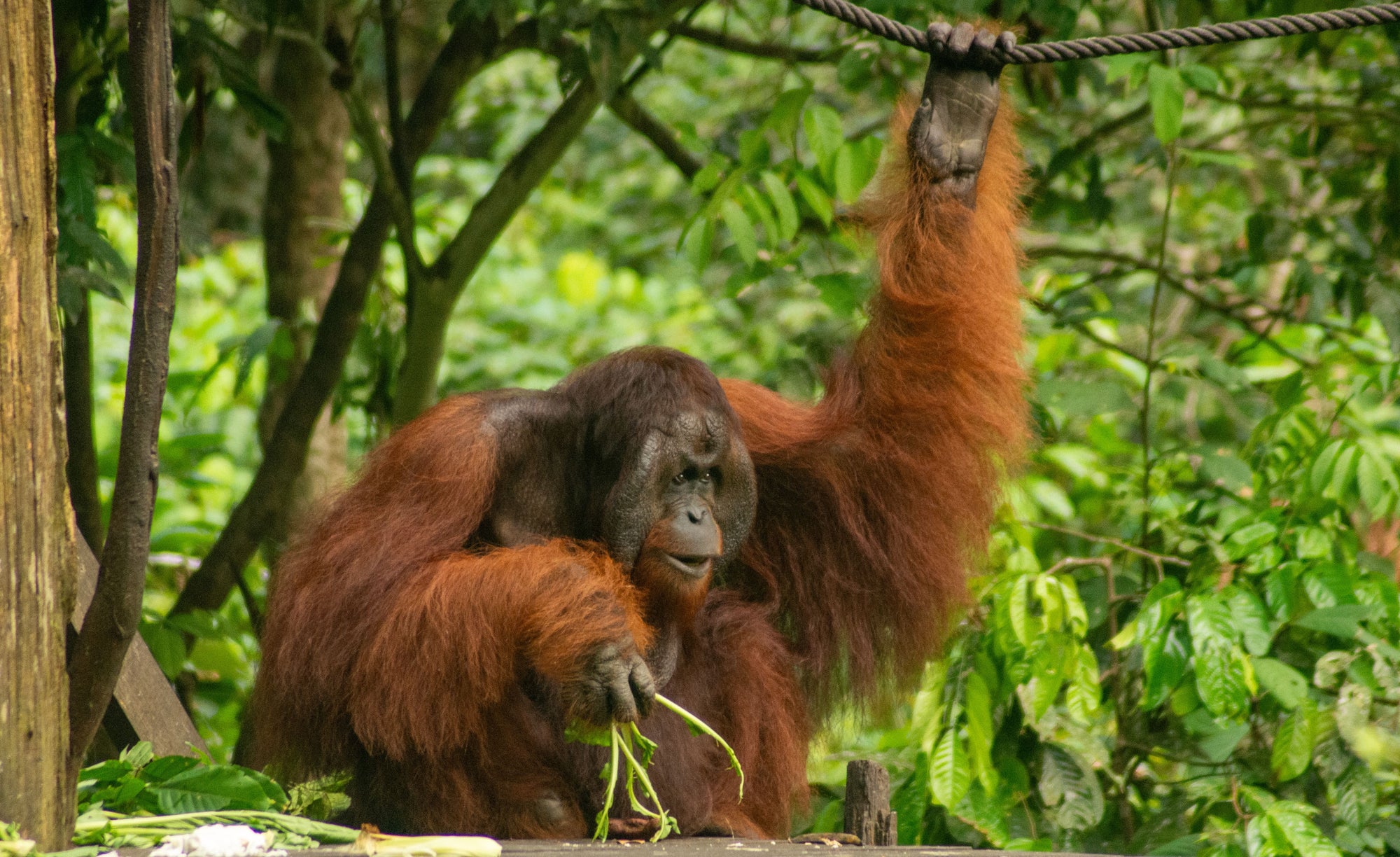 Malaizija, Borneo un Bruneja