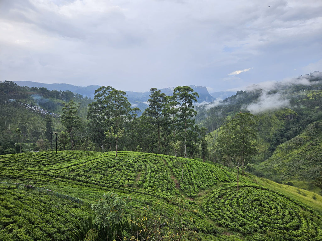 Šrilanka – paradīze Indijas okeānā