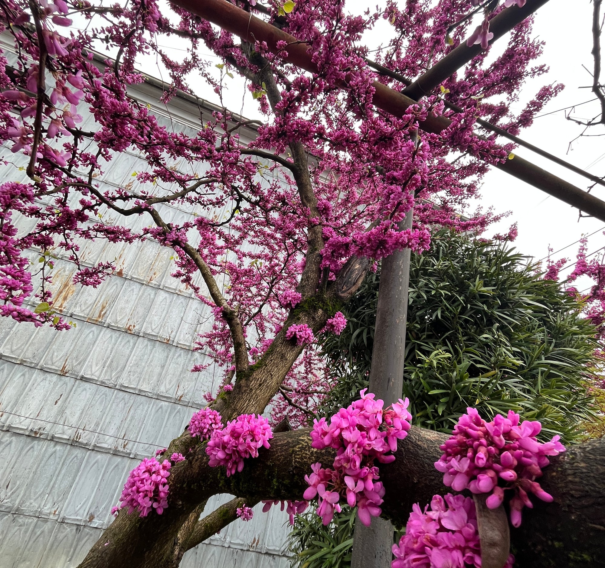 Lieldienās pie Melnās jūras: pavasaris un garšu piedzīvojums Gruzijā