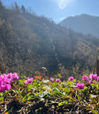 Lieldienās pie Melnās jūras: pavasaris un garšu piedzīvojums Gruzijā