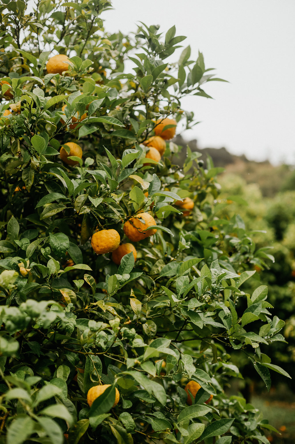Andalūzijas ceļojums: Spānijas kalnu miers