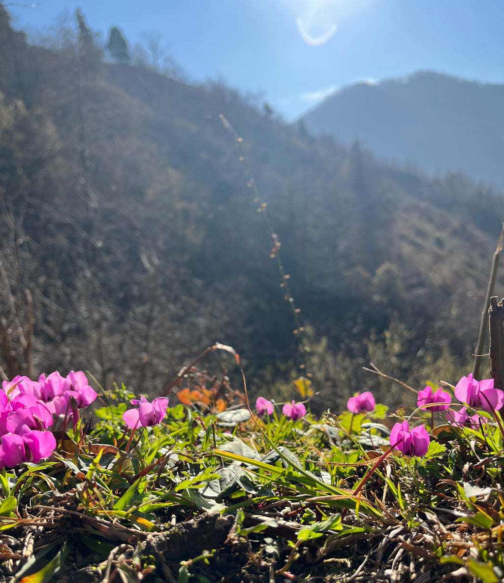 Gruzijas mazpilsēta, kas dzīvo lēni: Melnās jūras piekraste sezonas laikā 3