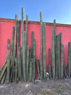 MEKSIKA - Karību jūra, maiju noslēpumi un sajūtas