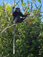 Šrilanka – paradīze Indijas okeānā