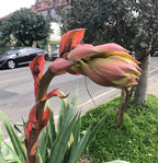 Lieldienās pie Melnās jūras: pavasaris un garšu piedzīvojums Gruzijā