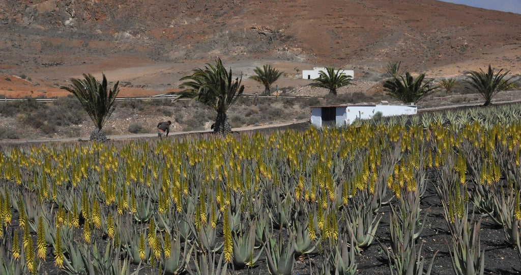 Aprīļa piedzīvojums Grankanārijā